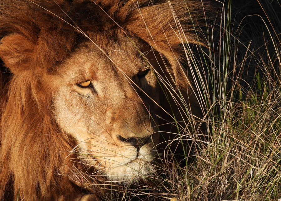 ddc Legacy of the Wild Foundation
