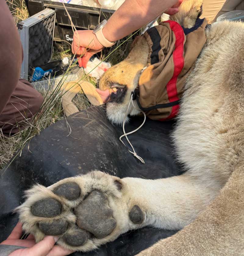 Lioness Medical Legacy of the Wild Foundation