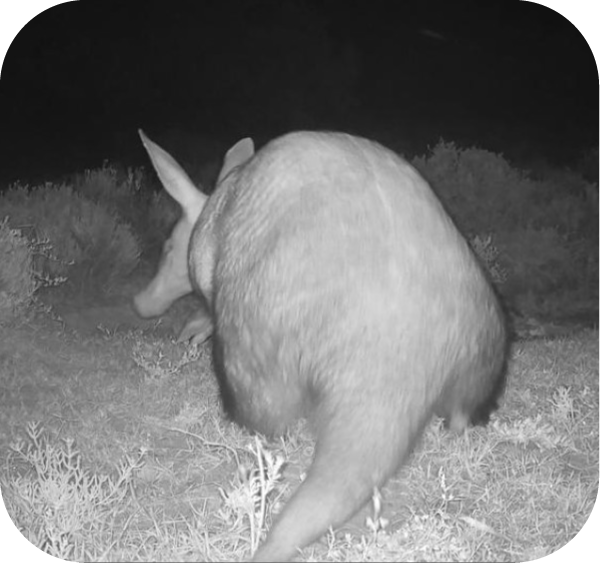 Wildlife Protection Monitoring 2 Legacy of the Wild Foundation
