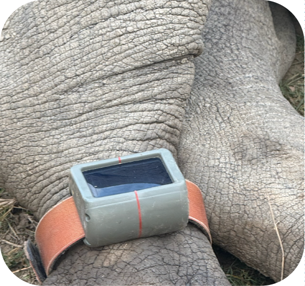 Wildlife Protection Monitoring Legacy of the Wild Foundation