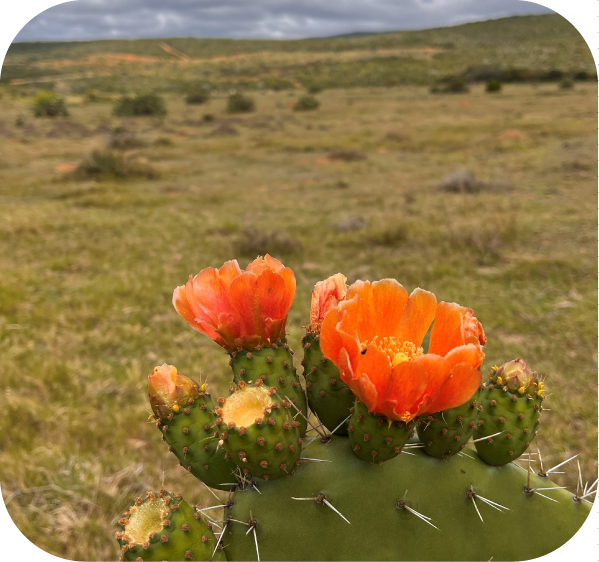 ecosystem Rehabilitation 3 Legacy of the Wild Foundation