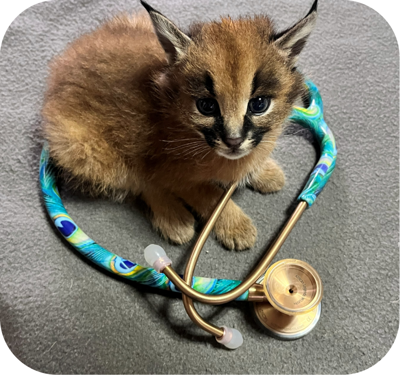 ecosystem Rehabilitation Rescue Legacy of the Wild Foundation