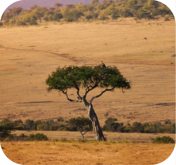 ecosystem Rehabilitation Legacy of the Wild Foundation